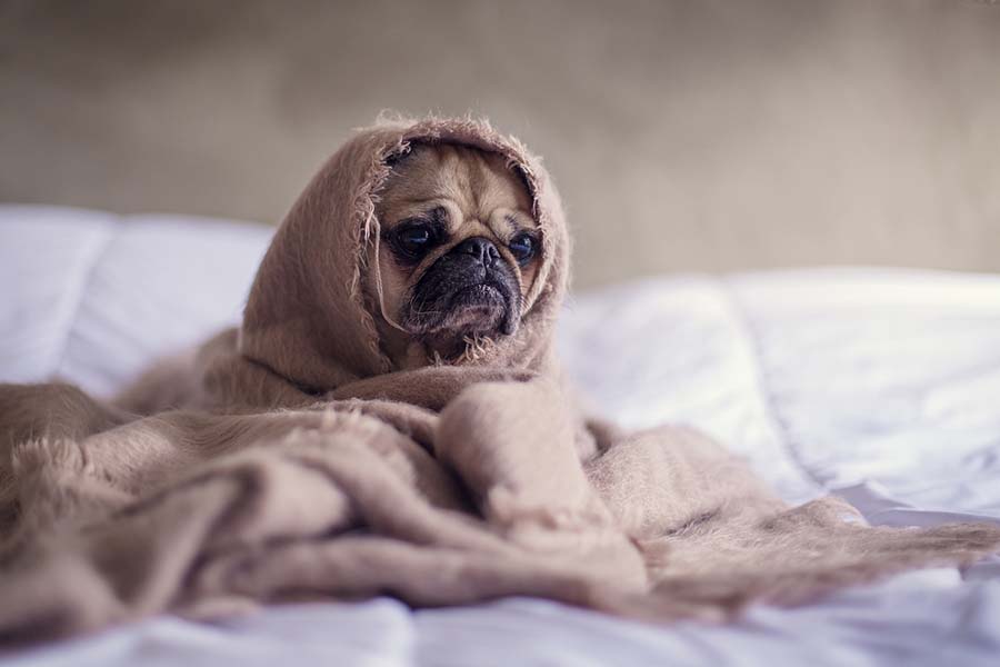 a dog wrapped in blanket looking grim