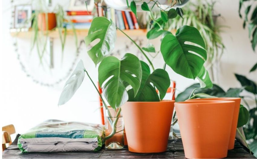 pots of indoor plants on a table