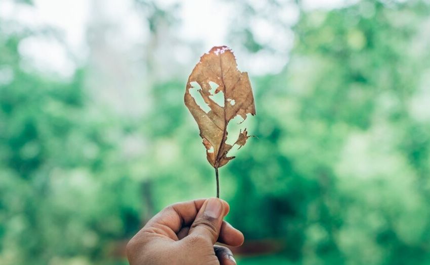 How to love yourself unconditionally hand holding up a broken leaf