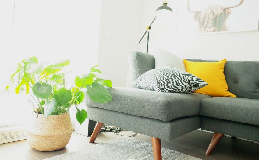 Calming space living room with plant