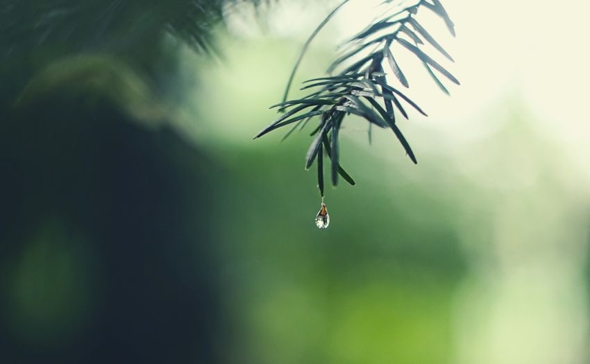 water dripping from pine leaves