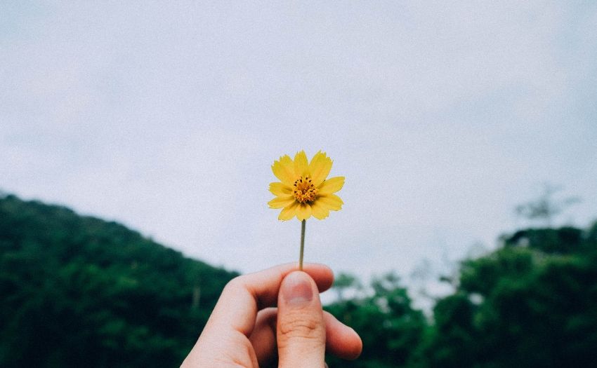 hand holding up a yellow flower