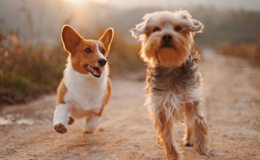 two dogs running