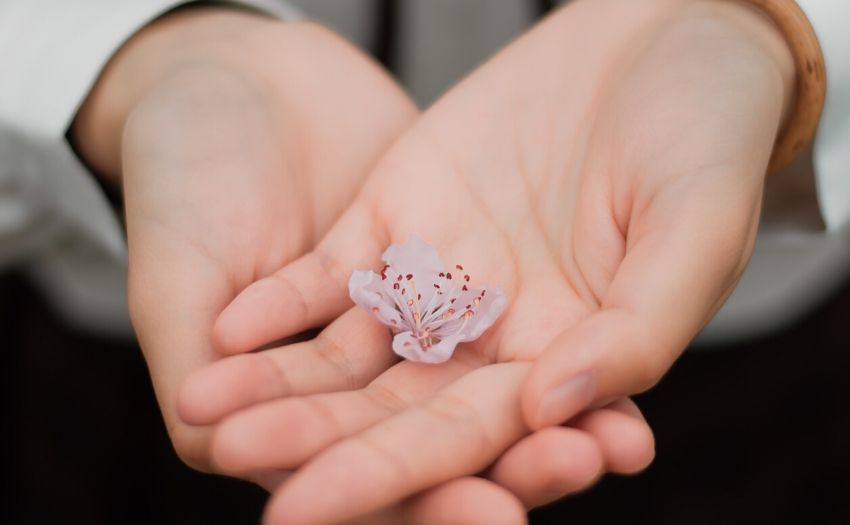 a pair of hands holding a cherry blossom