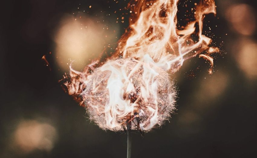 dandelion in flames