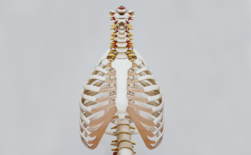 foods for lung health feature image skeleton of chest