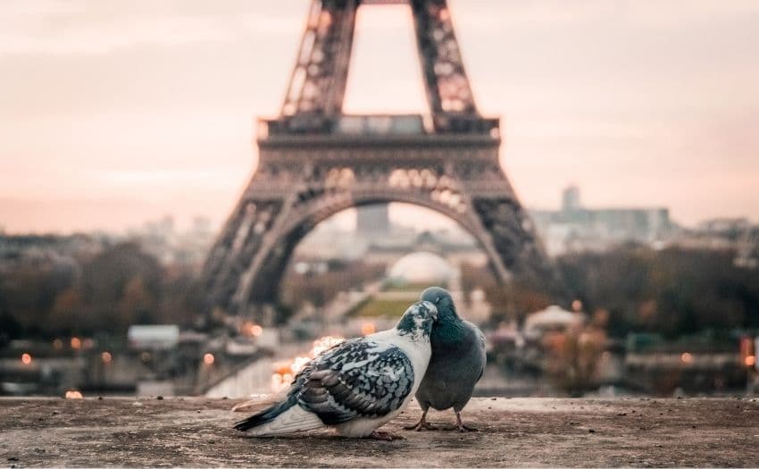 two pigeons cuddling in front of the Eiffel tower
